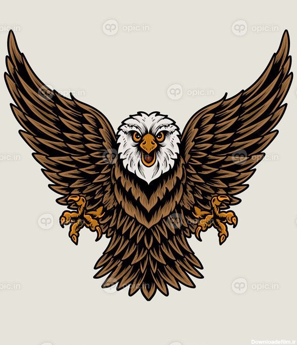 دانلود تصویر پرنده عقاب در پس زمینه سفید | اوپیک
