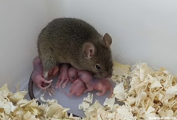 تولید بچه موش ها بدون لقاح در آزمایشگاه ! - خبرگزاری مهر ...