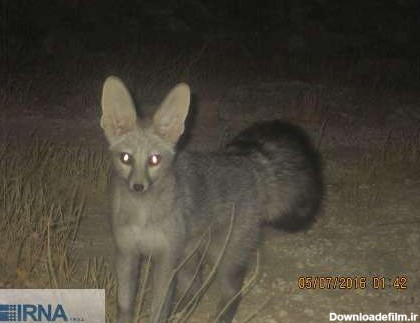 مشاهده کمیاب ترین نوع روباه دنیا در گیلانغرب+عکس | پایگاه خبری جماران