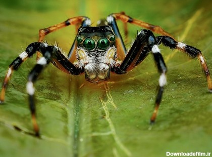 www.iiiWe.com » عکس های فوق العاده از عنکبوت ها