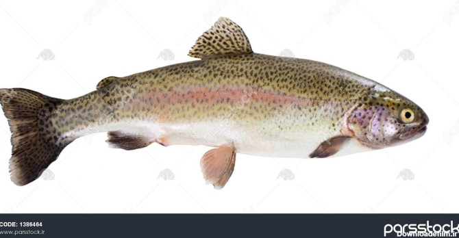 ماهی قزل آلای رنگین کمان جدا شده بر روی زمینه سفید 1386464