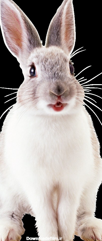 PNG خرگوش ایستاده - Cute Rabbit PNG – دانلود رایگان