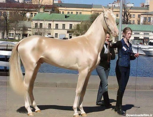زیباترین و بی نظیرترین نژاد اسب در دنیا (+عکس)