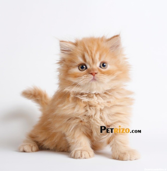 گربه پرشین صورت عروسکی 55 روزه ماده | پتریزو | فروشگاه اینترنتی ...