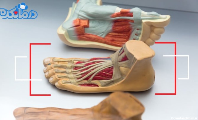 آناتومی مچ پا؛ ساختار، آناتومی رباط و تاندون‌های مچ پا - درمانکده