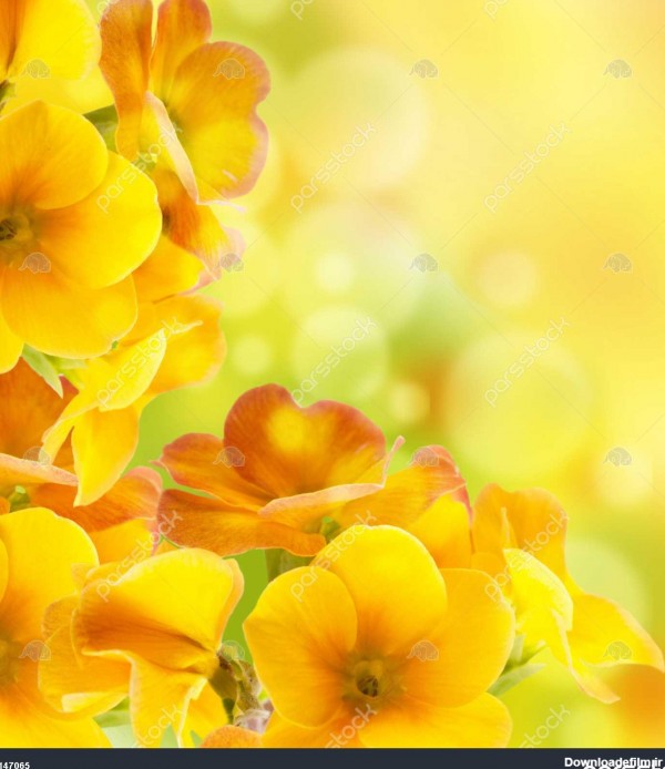 گل زرد در پس زمینه سفید گل پامچال بهار 1147065