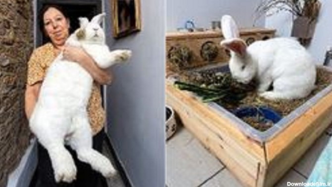 خرگوش ۹ کیلویی که اتاق خواب مخصوص خود را دارد+ تصاویر