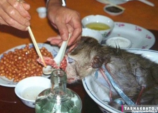 پنج غذای شرق آسیا که با شکنجه حیوانات تهیه می‌شود/ از مغز تازه ...