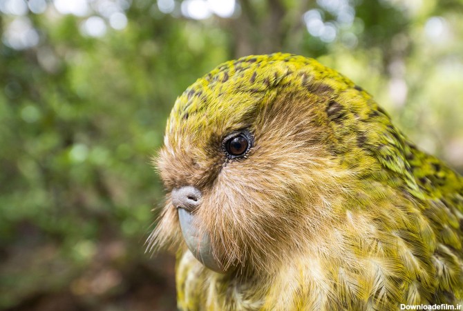 سنگین‌ترین طوطی جهان که پرنده سال ۲۰۲۰ نیوزیلند شد+ عکس