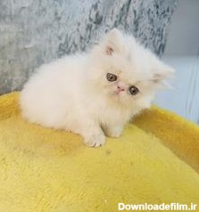 فروش بچه گربه کوچولو پرشین سفید پشمالو - گربه