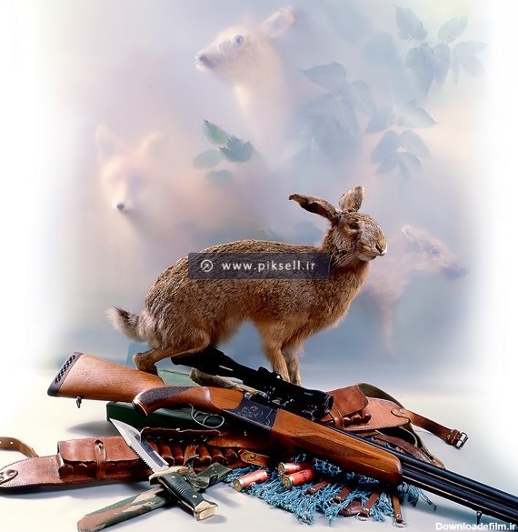 عکس با کیفیت از خرگوش وحشی روی تفنگ های شکاری