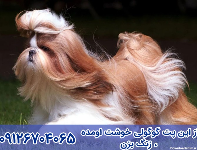 قیمت سگ شیتزو