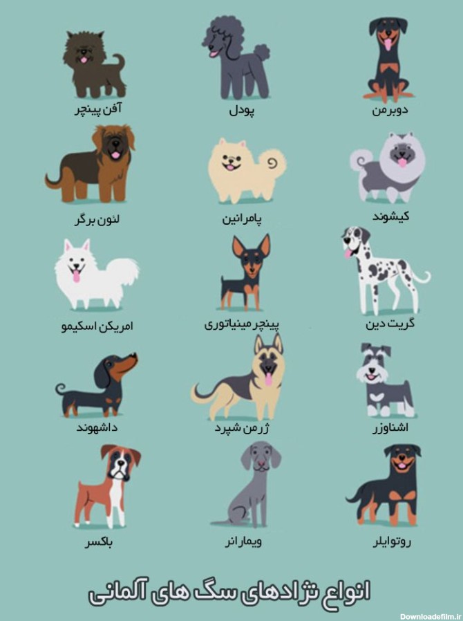انواع نژادهای سگ های آلمانی-@ITPetnet