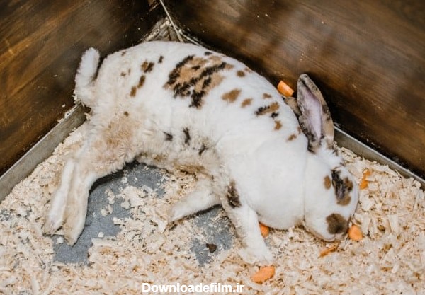 شایع ترین علت مرگ ناگهانی خرگوش خانگی || دام و پت