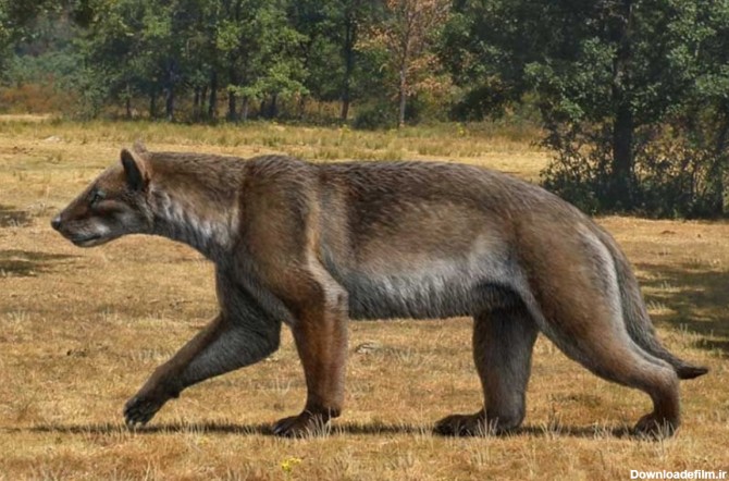 فرارو | کشف فسیل «سگ-خرس» غول‌پیکر ۱۲ میلیون ساله!