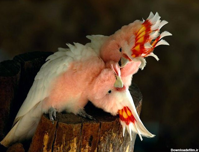 زیباترین طوطی های دنیا … – پایگاه اطلاع رسانی وحید باقر پور کاشانی
