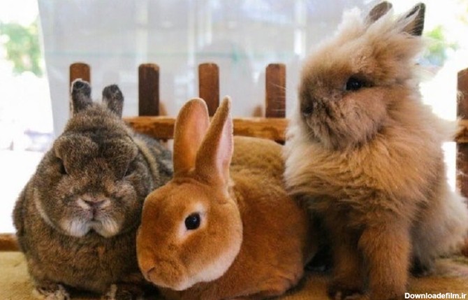 20 تا از بهترین انواع نژاد خرگوش خانگی + عکس و اطلاعات - پت پُرس