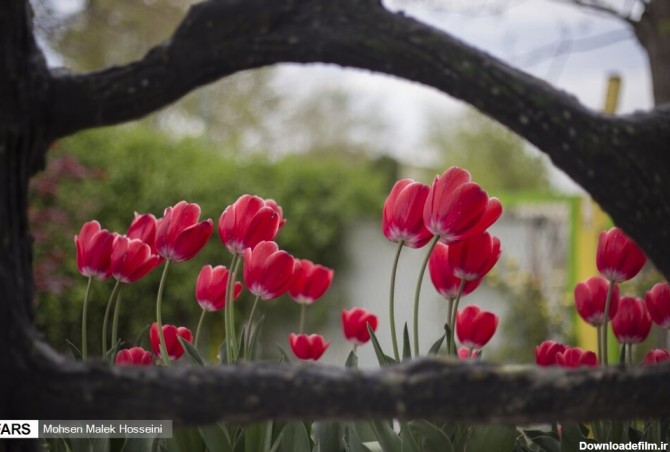۱۵ گل زیبا که در شب شکوفا می‌شوند + تصاویر - خبرآنلاین