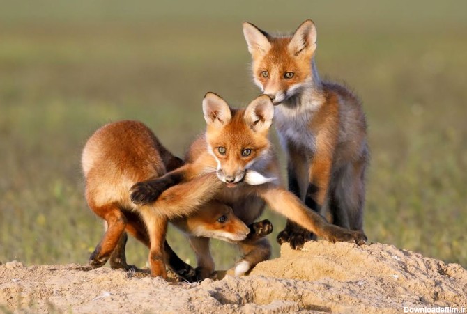 بازیگوشی دو بچه روباه دیدنی شد +عکس - نشان24
