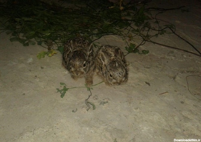 رهاسازی 2 خرگوش وحشی در کوه های اورامان + تصویر - تسنیم