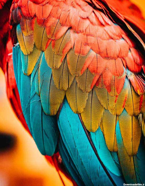 دانلود تصویر پر های رنگارنگ طوطی از نمای نزدیک
