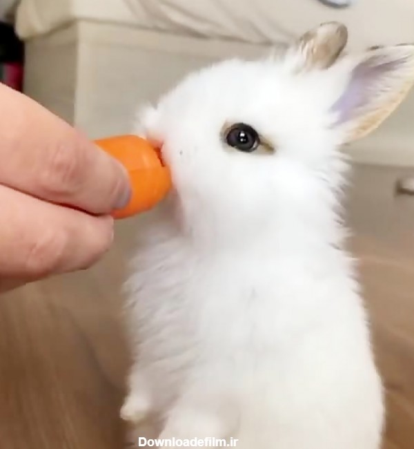 غذا خوردن خرگوش