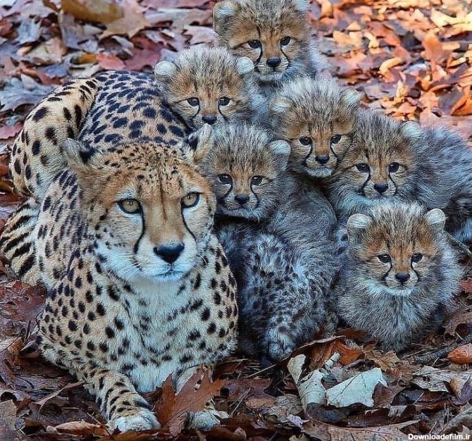 عکس خانوادگی یوزپلنگ‌ها - جهان نيوز