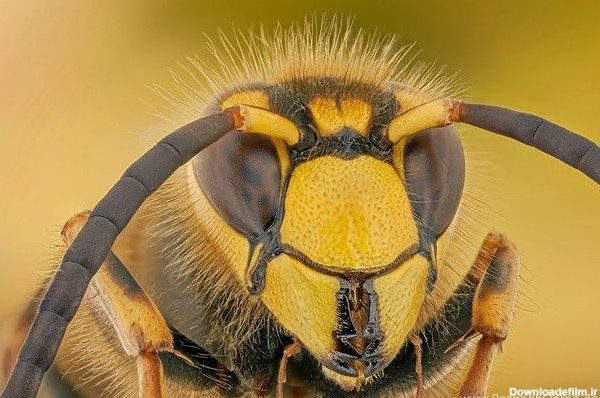 آموزش عکاسی: عکاسی از حشرات-42 - شارا - شبکه اطلاع رسانی ...