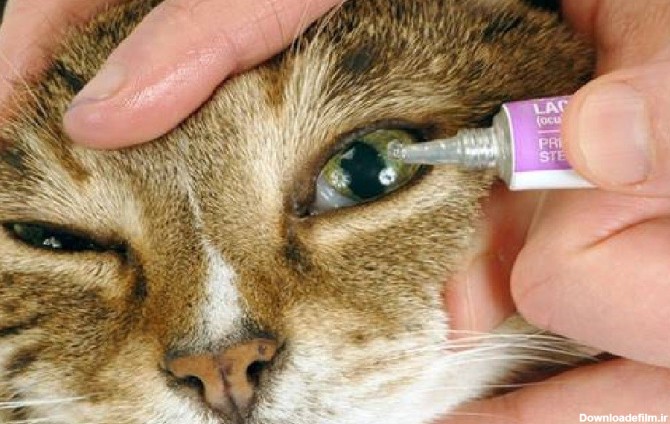 درمان خانگی عفونت چشم گربه