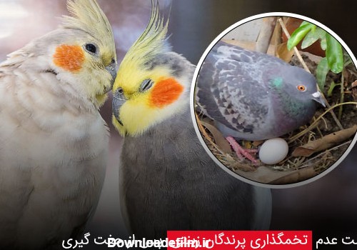 علت عدم تخمگذاری پرندگان زینتی پس از جفت گیری - چیکن دیوایس