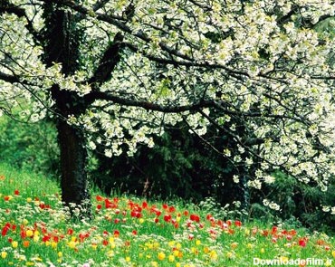 انشا در مورد فصل بهار