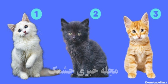 با انتخاب یکی از این بچه گربه ها مشخص می‌کنید که آیا ذاتاً یه ...