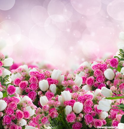 دانلود عکس رایگان و با کیفیت از پس زمینه با طرح گل های زیبای رز صورتی و سفید