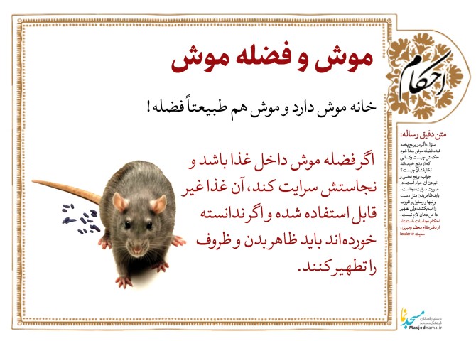 احکام ۲۶۷ | موش و فضله موش :: مسجدنما