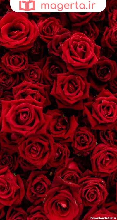 عکس استوری گل رز قرمز