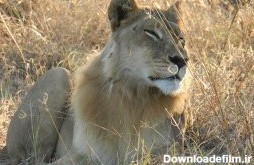 5 شیر ماده در آفریقا نر شدند! • دیجی‌کالا مگ