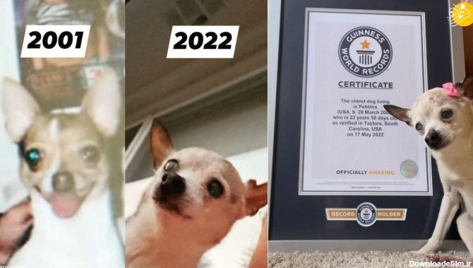 فرارو | (عکس) پیرترین سگ جهان در ۲۲ سالگی از دنیا رفت