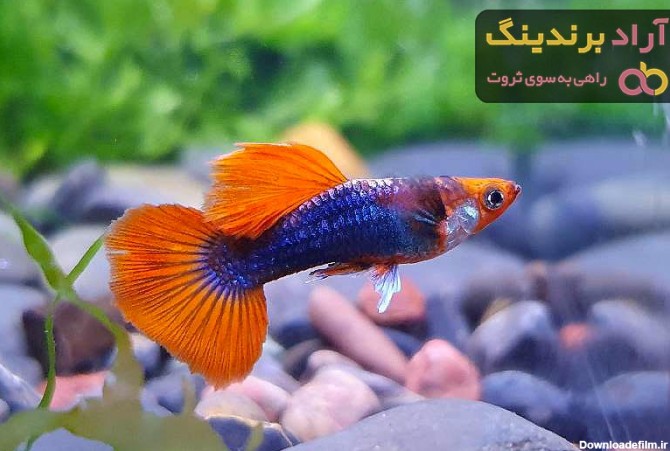 خرید انواع ماهی گوپی تهران + قیمت - آراد برندینگ