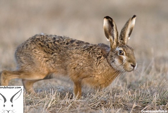 خرگوش صحرایی - پت شاپ تخصصی جوندگان جونده بازار بیابانی قطبی