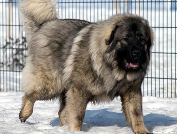 فرارو | (ویدئو) تصاویری دیدنی از سگ قفقازی بزرگترین سگ در دنیا