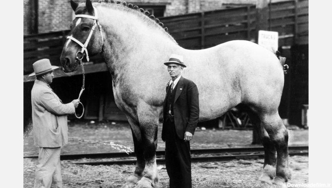 بزرگترین اسب در جهان را دیده اید؟ + عکس