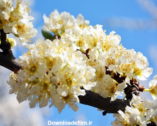 شکوفه های زیبای بهاری در شهریار+تصاویر