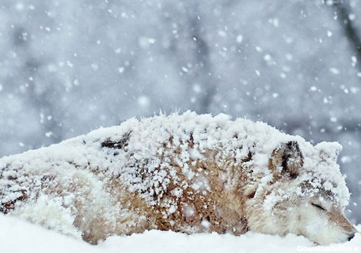 عکس گرگ در برف