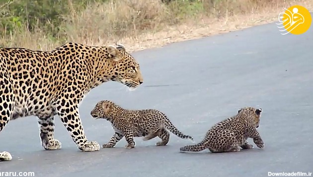 فرارو | (ویدئو) پلنگ به بچه‌هایش عبور از جاده را می‌آموزد!