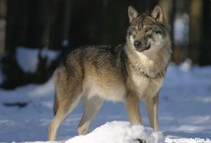 معرفی انواع گرگ ها