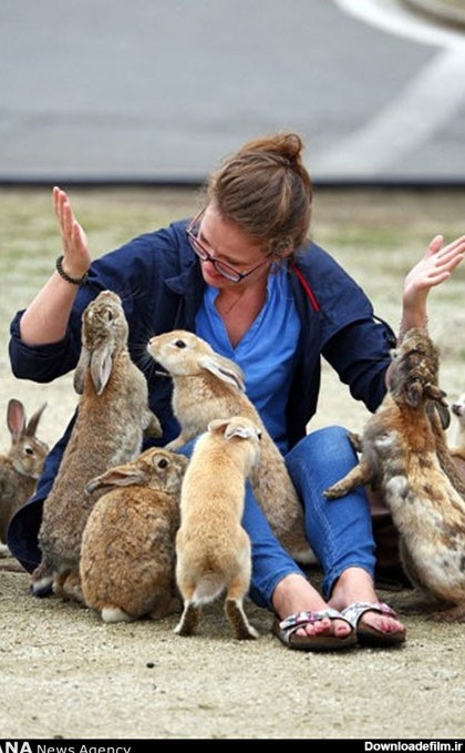 خرگوش های وحشی ژاپنی +عکس