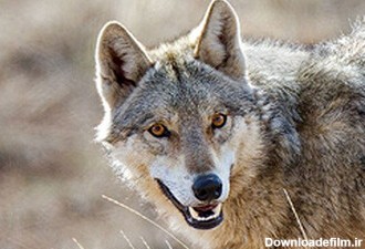 حمله گرگ‌های گرسنه به دو زن در خلخال/ عکس
