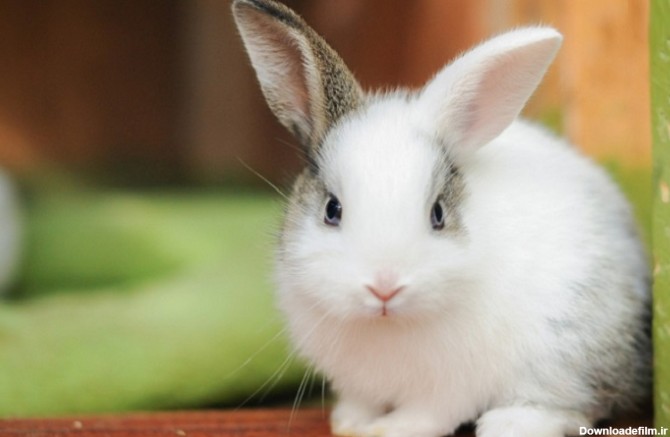 چاقی خرگوش ها و 5 روش کاهش وزن خرگوش که باید بدانید - مجله پت خرید