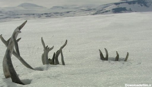 عکس حیوانات - گوزن در برف