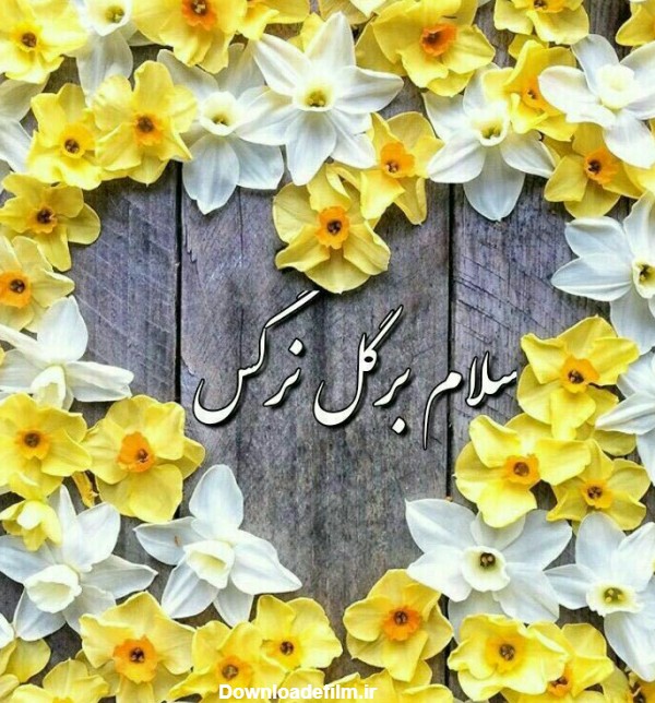 سلام بر زیباترین گل نرگس - عکس ویسگون